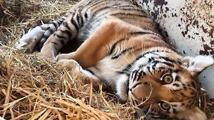 У покалеченной тигрицы, которую спасают в Ленобласти, неправильно срослись кости