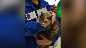 Кошка Агния из Альметьевска стала студенткой вслед за лабрадором из Самары