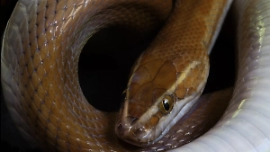 Названы фатальные ошибки при встрече с заползшей в квартиру змеёй