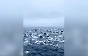 В США засняли редкое «цирковое представление» 1500 дельфинов в открытом море