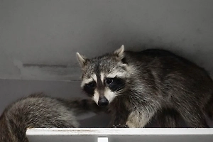 Сбежавший от хозяйки енот перегрыз провода на подстанции и лишил света жителей Норильска