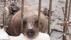Нашла ухажёра и друга-тигра: Спасённая от живодёра медведица Маша учинила переполох в зоопарке