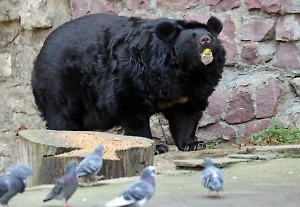 «Спутали с весной»: Московские мишки Аладдин и Бабуля проснулись из-за оттепели