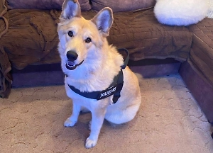 Живодёр решил приготовить собаку на обед, но не успел её добить из-за соседки