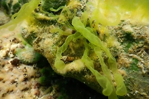 Учёные на Байкале открыли неизвестный ранее вид уникальных водорослей