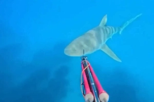 Рыбак едва не стал обедом разъярённой акулы и снял эпичное видео