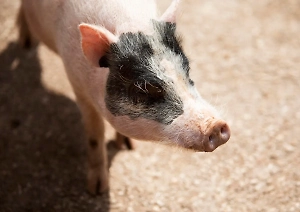 Голову свиньи подбросили к мемориалу жертвам холокоста в Германии