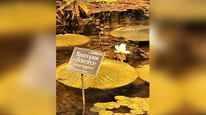 Самая большая в мире кувшинка впервые расцвела в январе в ботаническом саду МГУ