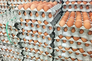 Куриные яйца подешевели до минимума с 2023 года