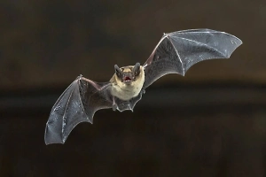 «Ворота» для бешенства: Врач объяснил, чем опасна встреча с летучей мышью
