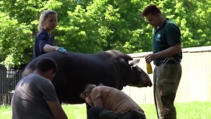 Московский зоопарк простился со Сью – тапиром, дожившим до «столетнего» возраста