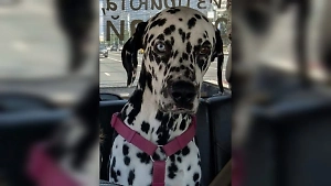 Драма в стиле «101 далматинца»: В Подмосковье ищут пса Оствинда с редкой аномалией