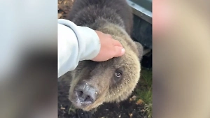 Миша, не воруй: На Камчатке сняли на видео самого воспитанного медведя