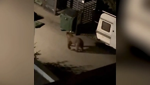 Огромный медведь держит в страхе жителей Красной поляны в Сочи