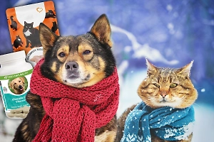 Зима близко: реальный чек-лист для владельца собаки или кота