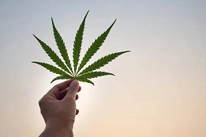 Москвичи продали квартиры ради открытия наркофермы в Таиланде, но в итоге снаркоманились сами