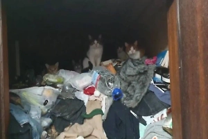 Москвичка до потолка забила мусором трёшку, съехала и оставила котят «следить» за хозяйством