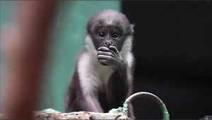 В Московском зоопарке пополнение — родился детёныш краснокнижной обезьяны