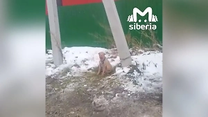 «Кинолог» взял собак на «перевоспитание» и бросил умирать на морозе у приюта в Барнауле