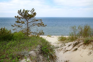 Уникальные дюны на Балтийской косе могут исчезнуть из-за «диких» туристов