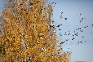 «Не шумите в лесах»: Минэкологии Подмосковья объяснило, как спасти перелётных птиц осенью