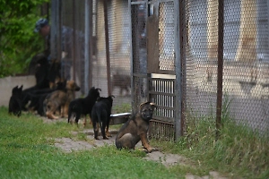 В Госдуме планируют расширить список потенциально опасных собак