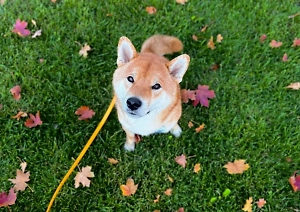 Кинолог предупредил, что даже обычный гриб может убить собаку