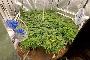 Затопление квартиры в Москве помогло раскрыть тайную наркоплантацию