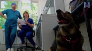 Московские ветеринары спасли собаку от хронической боли, удалив 28 зубов