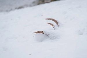В районе поисков семьи Усольцевых в Красноярском крае нашли кости