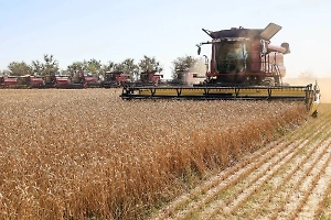 Китай за месяц в 73 раза увеличил импорт российской пшеницы