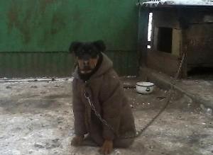 Индекс пуховика: цены на зимнюю одежду в России могут вырасти ещё на 15–20%