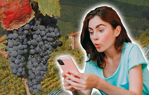 Виноделы ждут онлайн. В России могут запустить эксперимент по продаже алкоголя в Интернете уже в следующем году