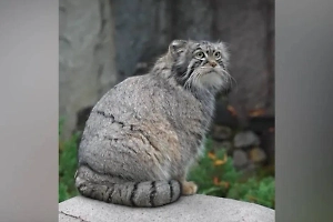 Манул Тимофей набрал почти 6 кг в ходе «зажировки» и активно готовится к зиме