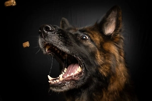 В Думе требуют ужесточить законы после убийства ребёнка собаками в Красноярске