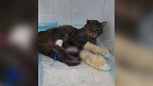 Ещё один кот стал жертвой серийных живодёров в Домодедове