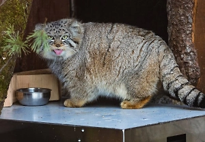 Манул Борис преподал мастер-класс зажировки по-сибирски: уже почти 6 кг