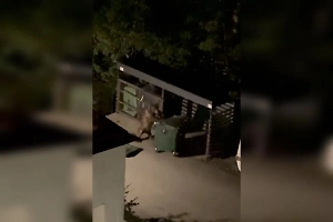 Медведь под покровом ночи угнал мусорный бак в Сочи и попал на видео