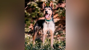 В Москве пройдёт 13-й фестиваль WOOF в поддержку приютов для животных