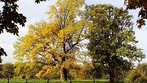 Старейшие дубы столицы. Где растут самые старые деревья Москвы