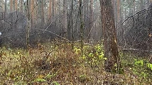 Раскрыто жуткое убийство женщины без головы в парке Екатеринбурга, преступник – её сын