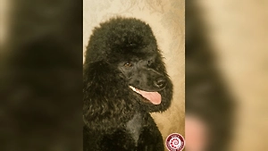 Малый пудель Фаня из Петербурга попала в Книгу рекордов России. Ей почти 20 лет