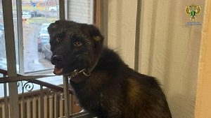 Выгуливал на поводке: Москвич завёл в квартире 15 кур, двух петухов и чернобурого лисёнка