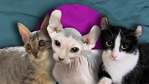 Пушистые малышки: Эти 7 пород миниатюрных кошек до самой старости выглядят как котята