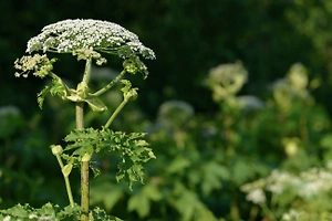 Россиянам рассказали, когда за борщевик на участке придётся отдать 700 тыс. руб. штрафа