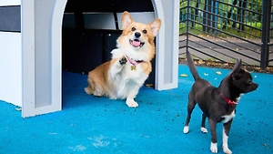 В Юго-Восточном округе Москвы обустроили семь собачьих площадок