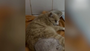 Живодёры из Тюмени взорвали петарду в заднем проходе кота Рыжика