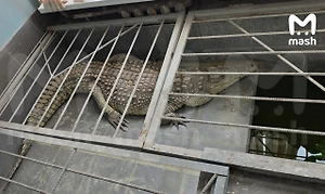 Крокодила держат у себя в офисе журналисты «Обнинск ТВ»