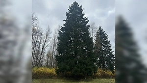 Ёлка номер один найдена: кремлёвскую красавицу срубят в Подмосковье