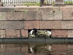 В Петербурге уже неделю пытаются вызволить «застенчивую» кошку из гранитной стены